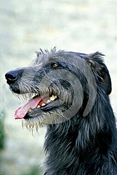 Irish Wolfhound, Portrait of Adult with Tongue out