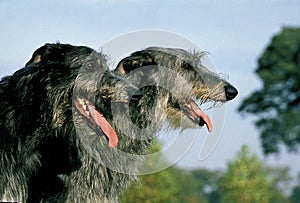 Irish Wolfhound, Portrait of Adult with Tongue out