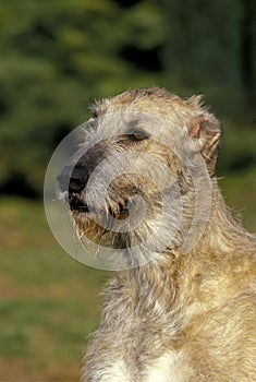 Irish Wolfhound, Portrait of Adult with Tongue out