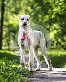 Irish Wolfhound portrait in summer park