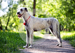 Irish Wolfhound portrait in summer park