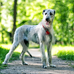Irish Wolfhound portrait in summer park