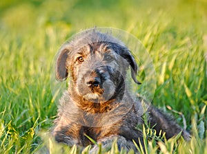 Irish Wolfhound Puppy. Portrait