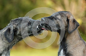 Irish Wolfhound Puppys photo