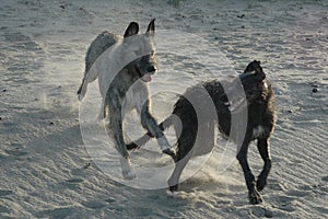 Irish Wolfhound and Scottish Deerhound play at a beach