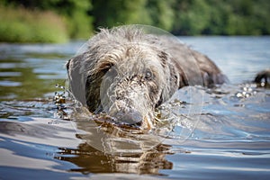 Irish Wolfhound photo