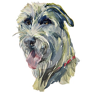 The Irish Wolfhound watercolor hand painted dog portrait