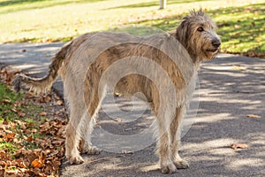 Irish Wolfhound photo