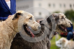 Irish wolfhounds outdoor on dog show at summer