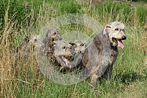 Irish wolfhounds resting in high grass