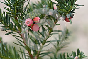 Irish Yew Fastigiata