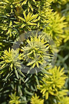 Irish Yew Fastigiata