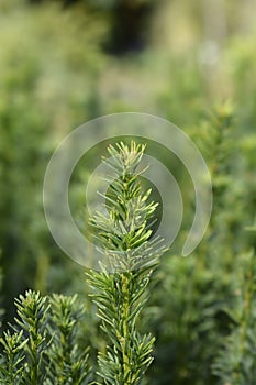 Irish Yew Fastigiata Robusta