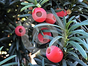 Irish Yew Tree Taxus baccata `Fastigiata`, Saulen-Eibe, Saeulen-Eibe oder Sauleneibe SÃÂ¤uleneibe