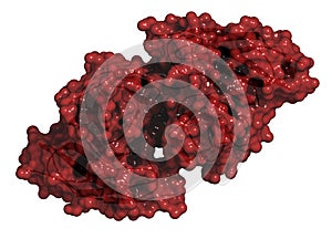 Irisin (Fibronectin type III domain-containing protein 5) protein. Myokine shown to promote conversion of white to brown fat photo