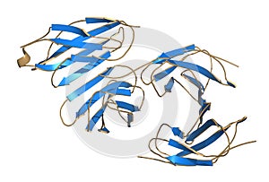 Irisin (Fibronectin type III domain-containing protein 5) protein. Myokine shown to promote conversion of white to brown fat photo