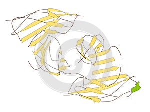 Irisin (Fibronectin type III domain-containing protein 5) protein. Myokine shown to promote conversion of white to brown fat photo