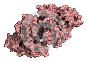 Irisin (Fibronectin type III domain-containing protein 5) protein. Myokine shown to promote conversion of white to brown fat photo