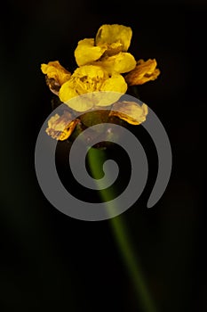 Laxleaf Yelloweyed Grass Flower photo