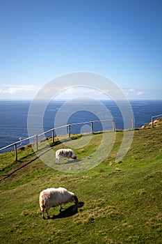 2 ovejas pastan en un acantilado Irlandes photo