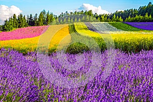 Irodori field, Tomita farm, Furano, Japan.