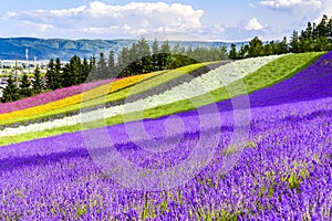 Irodori field, Tomita farm, Furano, Japan.