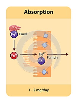 Iron absorption occurs primarily in the duodenum where dietary iron, both heme and non-heme, is absorbed by enterocytes and photo