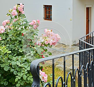 Iron banister and a rose bush. Pink roses and hammerd banisters. Forged banister.