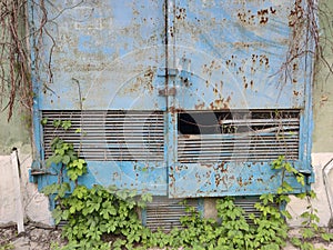 Iron blue door with spots of rust. Green plants with yellow flowers. Gray wall