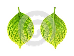 Iron deficiency of Hydrangea macrophylla leaf - ch photo