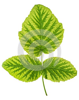 Iron deficiency in raspberry leaf, chlorosis