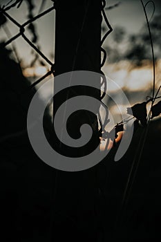 Iron fence with black silhouette