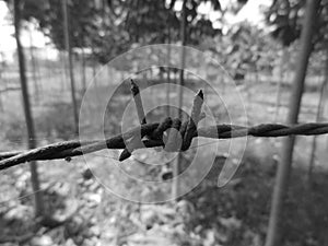 An iron fence on a hardwood farm with teak trees and mahogany trees, fence selective focus, background blur