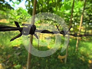 An iron fence on a hardwood farm with teak trees and mahogany trees, fence selective focus, background blur