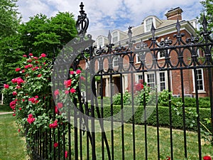 Iron fence with hedge of rose bushes