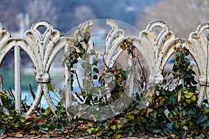 Iron fence, overgrown with ivy