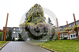 Iron figures and blooming tree