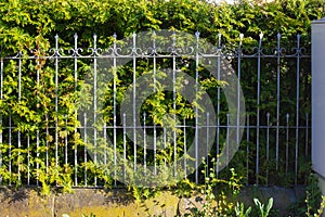 iron garden fence with lock