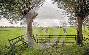 Iron gate in front of a Dutch meadow photo