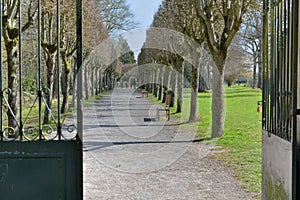 Iron gate open iron gate on a tree-lined walway