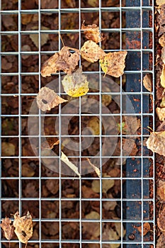 Grate of a drain with yellow and orange leaves fallen from trees on an autumn warm day after rain during fall foliage