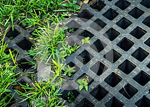 iron grate of a drainage system for storm water drainage from a pedestrian sidewalk near a green lawn.