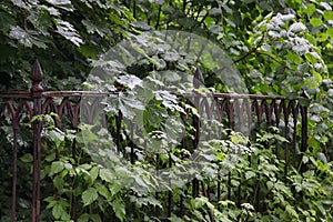 Iron grave fence in wild thickets of green vegetation in the old cemetery