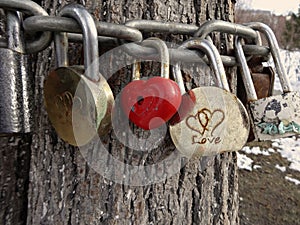 Iron locks hang on chains around the tree trunk as a symbol of love