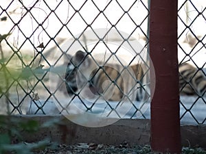 Iron Mesh Fencing of a Zoo in Focus and tiger in background