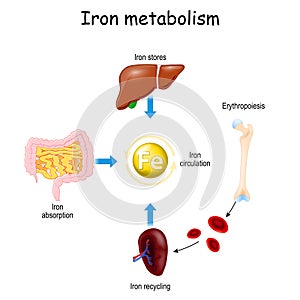 Iron metabolism and Erythropoiesis. from liver, intestine and spleen