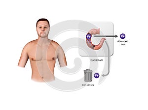 Iron metabolism. from liver, intestine and spleen. Ferrum circulation, recycling, stores and absorption. Erythropoiesis. Iron with