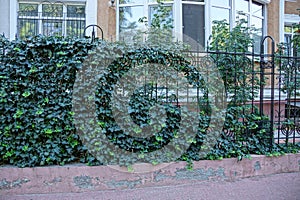 Iron metal black fence covered with green vegetation