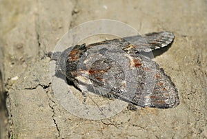 Iron Prominent Moth
