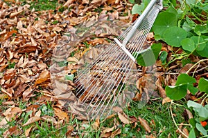 Iron rake on the background of yellow leaves.